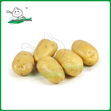 Patata de semilla de Holanda / patatas frescas chinas / patata fresca